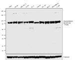 Transferrin Receptor Antibody in Western Blot (WB)