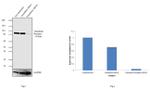 Transferrin Receptor Antibody