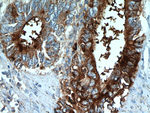 TFF2 Antibody in Immunohistochemistry (Paraffin) (IHC (P))