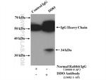 DDO Antibody in Immunoprecipitation (IP)