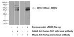 DDO Antibody in Western Blot (WB)