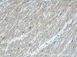 CHMP4B Antibody in Immunohistochemistry (Paraffin) (IHC (P))