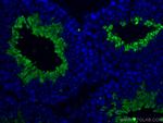 PGK2 Antibody in Immunohistochemistry (PFA fixed) (IHC (PFA))