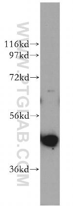 PGK2 Antibody in Western Blot (WB)