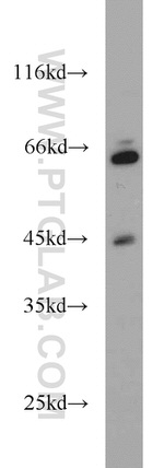 PGK2 Antibody in Western Blot (WB)