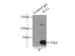 VEGFR-1/FLT-1 Antibody in Immunoprecipitation (IP)