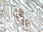 NEDD4L Antibody in Immunohistochemistry (Paraffin) (IHC (P))