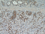 NEDD4L Antibody in Immunohistochemistry (Paraffin) (IHC (P))