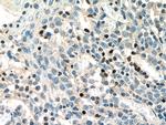 TBX21/T-bet Antibody in Immunohistochemistry (Paraffin) (IHC (P))