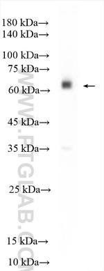 TBX21/T-bet Antibody in Western Blot (WB)