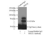 TBX21/T-bet Antibody in Immunoprecipitation (IP)