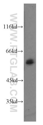 TBX21/T-bet Antibody in Western Blot (WB)