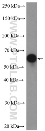 TBX21/T-bet Antibody in Western Blot (WB)