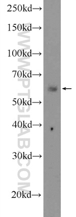 TBX21/T-bet Antibody in Western Blot (WB)