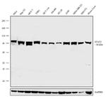 STAT3 Antibody in Western Blot (WB)