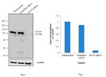 STAT3 Antibody