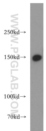 LARP1 Antibody in Western Blot (WB)