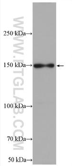 LARP1 Antibody in Western Blot (WB)