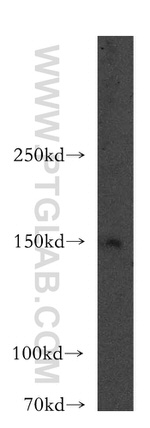 LARP1 Antibody in Western Blot (WB)