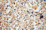 DMC1 Antibody in Immunohistochemistry (Paraffin) (IHC (P))