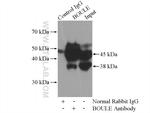 BOULE Antibody in Immunoprecipitation (IP)