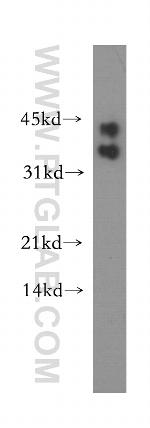 BOULE Antibody in Western Blot (WB)