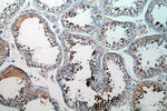 BOULE Antibody in Immunohistochemistry (Paraffin) (IHC (P))