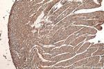 Phospholemman/FXYD1 Antibody in Immunohistochemistry (Paraffin) (IHC (P))