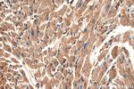 Phospholemman/FXYD1 Antibody in Immunohistochemistry (Paraffin) (IHC (P))