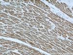 Phospholemman/FXYD1 Antibody in Immunohistochemistry (Paraffin) (IHC (P))