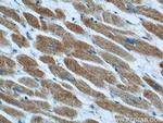 Phospholemman/FXYD1 Antibody in Immunohistochemistry (Paraffin) (IHC (P))