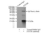 Phospholemman/FXYD1 Antibody in Immunoprecipitation (IP)