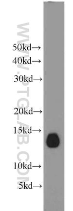 Phospholemman/FXYD1 Antibody in Western Blot (WB)