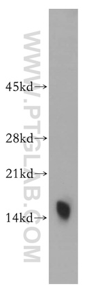 Phospholemman/FXYD1 Antibody in Western Blot (WB)