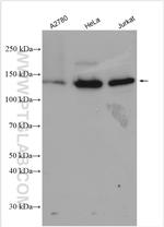 TTF2 Antibody in Western Blot (WB)