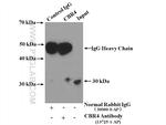 CBR4 Antibody in Immunoprecipitation (IP)