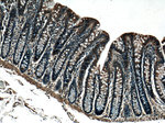 GRK3 Antibody in Immunohistochemistry (Paraffin) (IHC (P))