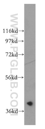 CACNG3 Antibody in Western Blot (WB)