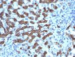 CPS1/Carbamoyl-Phosphate Synthetase Antibody in Immunohistochemistry (Paraffin) (IHC (P))