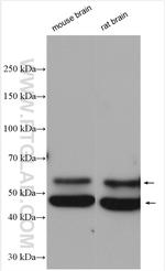 CAMK2 Antibody in Western Blot (WB)