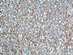 CAMK2 Antibody in Immunohistochemistry (Paraffin) (IHC (P))