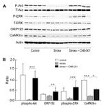 CaMKII alpha Antibody in Western Blot (WB)