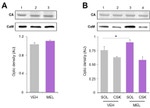 CaMKII alpha Antibody in Western Blot (WB)