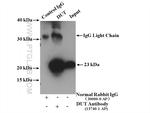 DUT Antibody in Western Blot (WB)