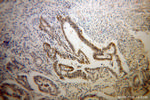 RNMT Antibody in Immunohistochemistry (Paraffin) (IHC (P))