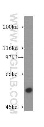 RNMT Antibody in Western Blot (WB)