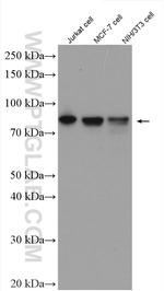 MYST2 Antibody in Western Blot (WB)