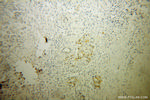 RNase T2 Antibody in Immunohistochemistry (Paraffin) (IHC (P))