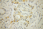 RNase T2 Antibody in Immunohistochemistry (Paraffin) (IHC (P))