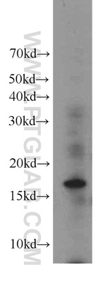 Histone H3.3 Antibody in Western Blot (WB)